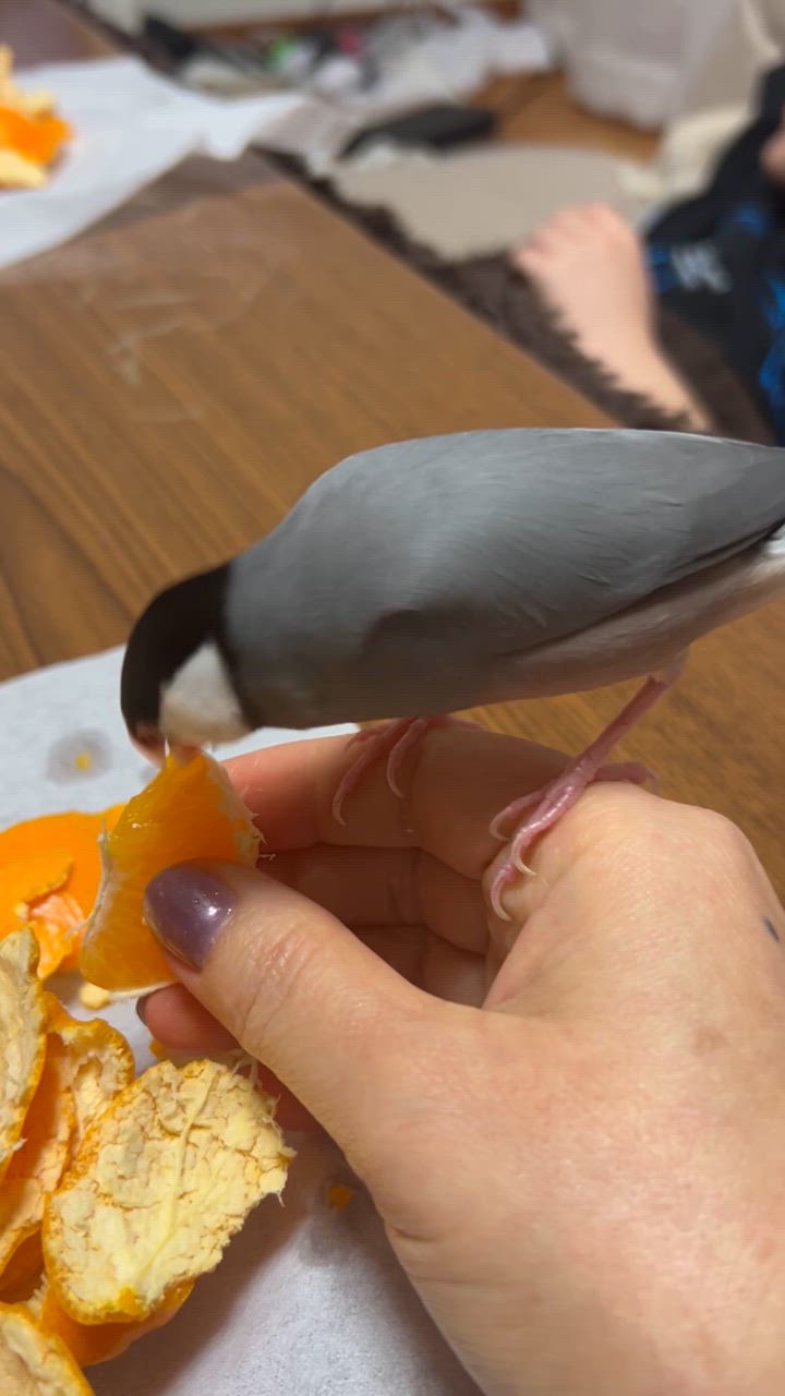 はるみ 小玉（Sサイズ以下）10kg（箱込約10kg）和歌山県産 訳