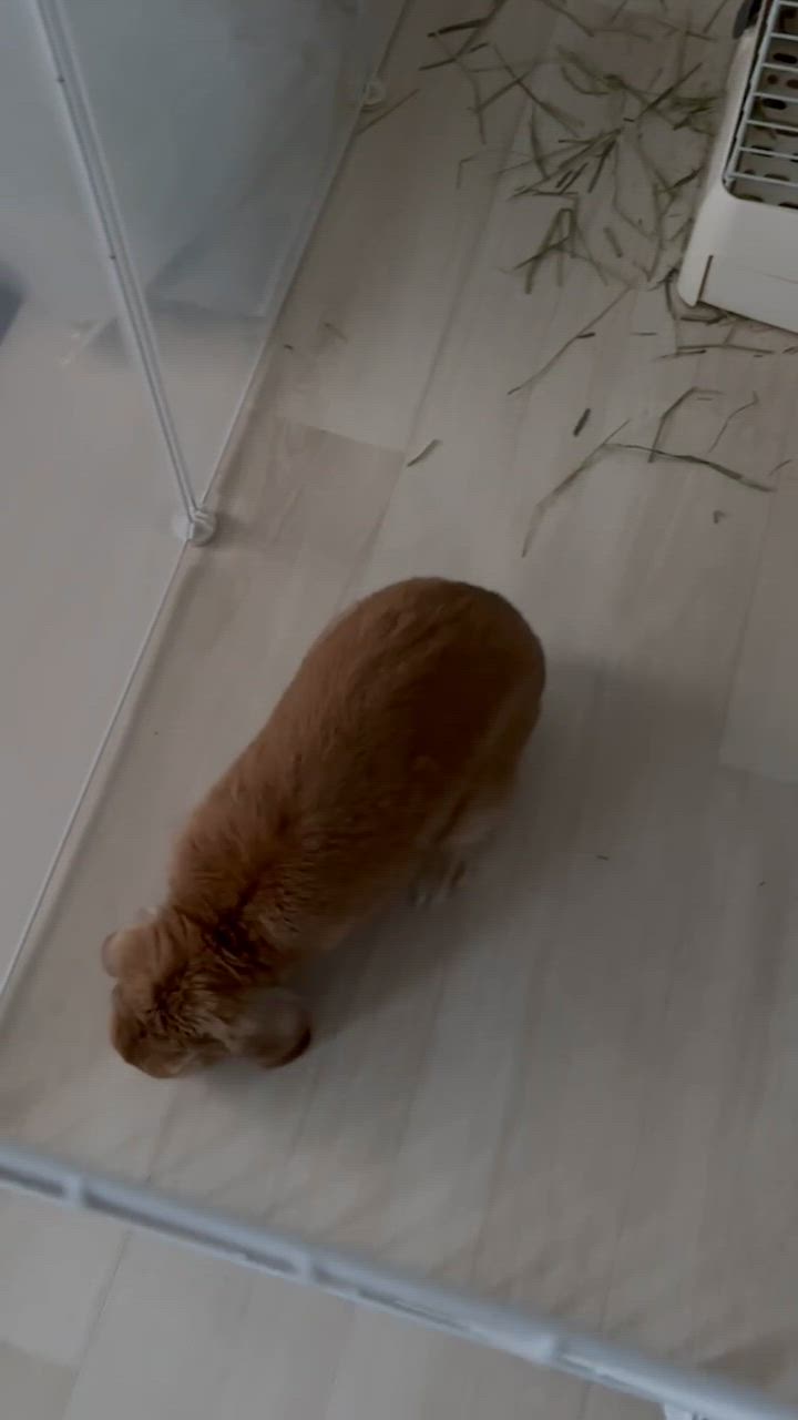 4件目のレビュー動画のサムネイル | 0
