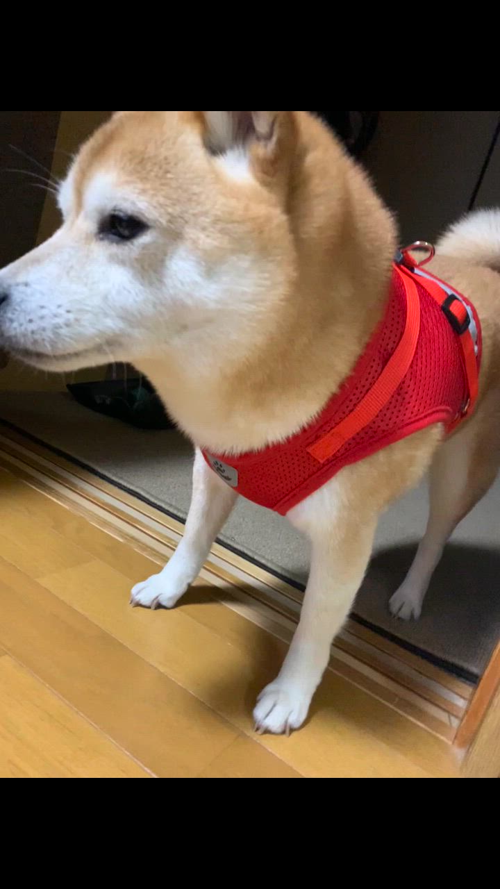 全体のレビュー動画のサムネイル | 5