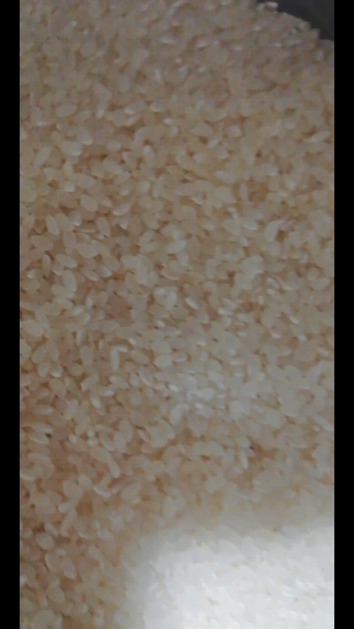 コシヒカリ 令和6年産 新潟県産コシヒカリ 10kg (5kg×2) 白米