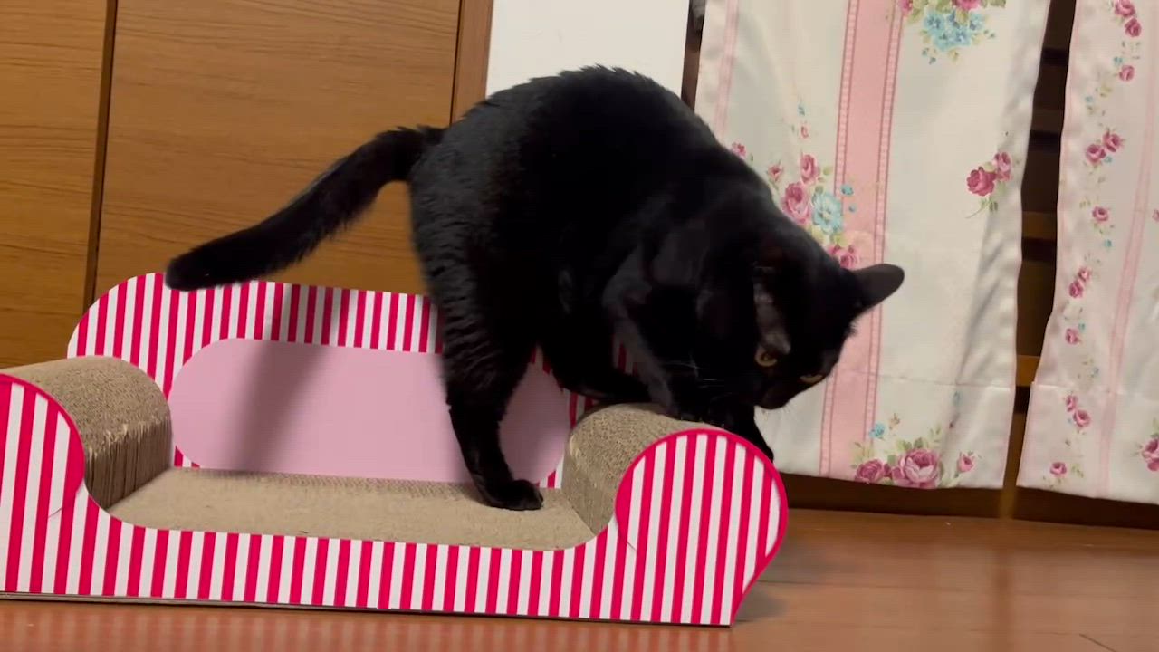 全体のレビュー動画のサムネイル | 4