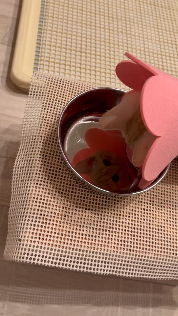 全体のレビュー動画のサムネイル | 5