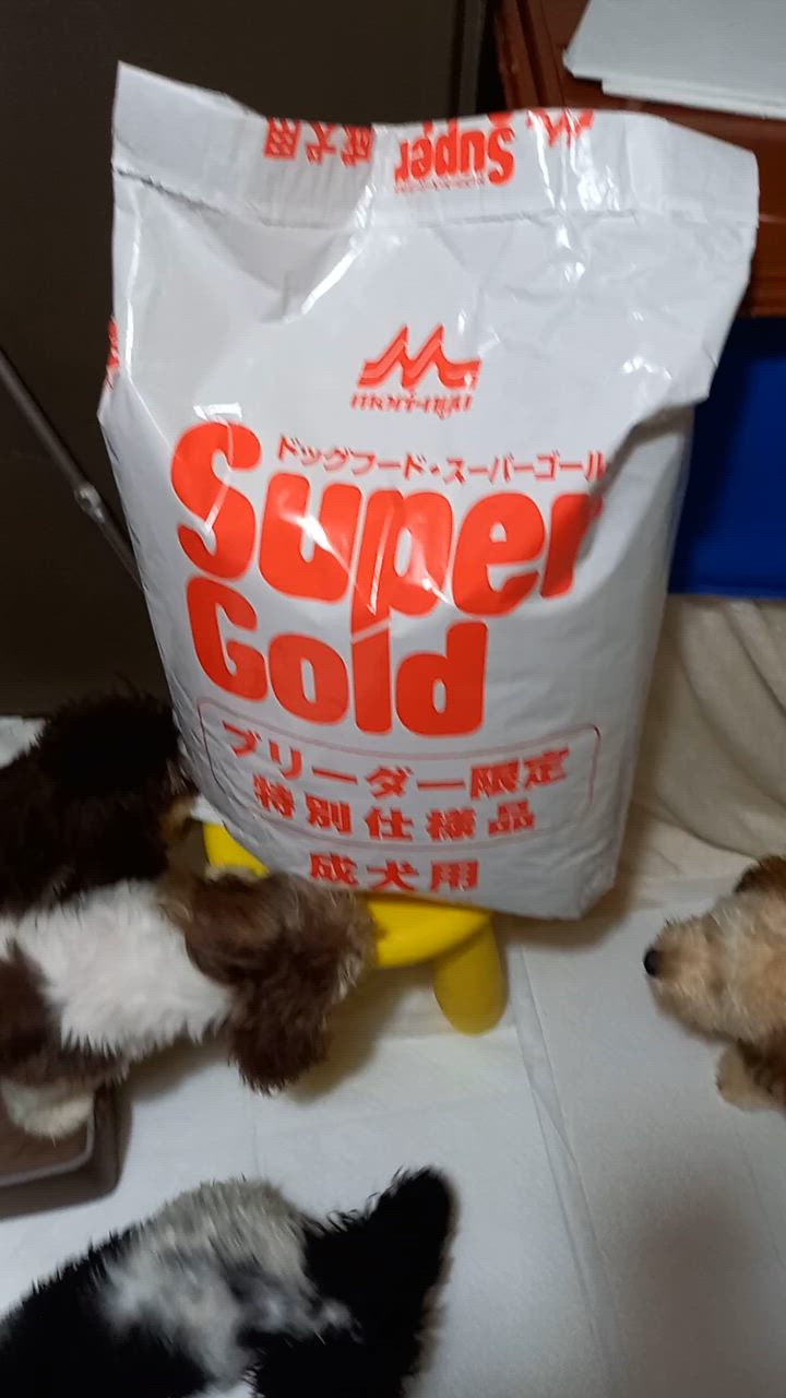 森乳サンワールド スーパーゴールド おなかラボ 成犬用 14.5kg 森乳サンワールド スーパーゴールド おなかラボ 成犬用 14.5kg