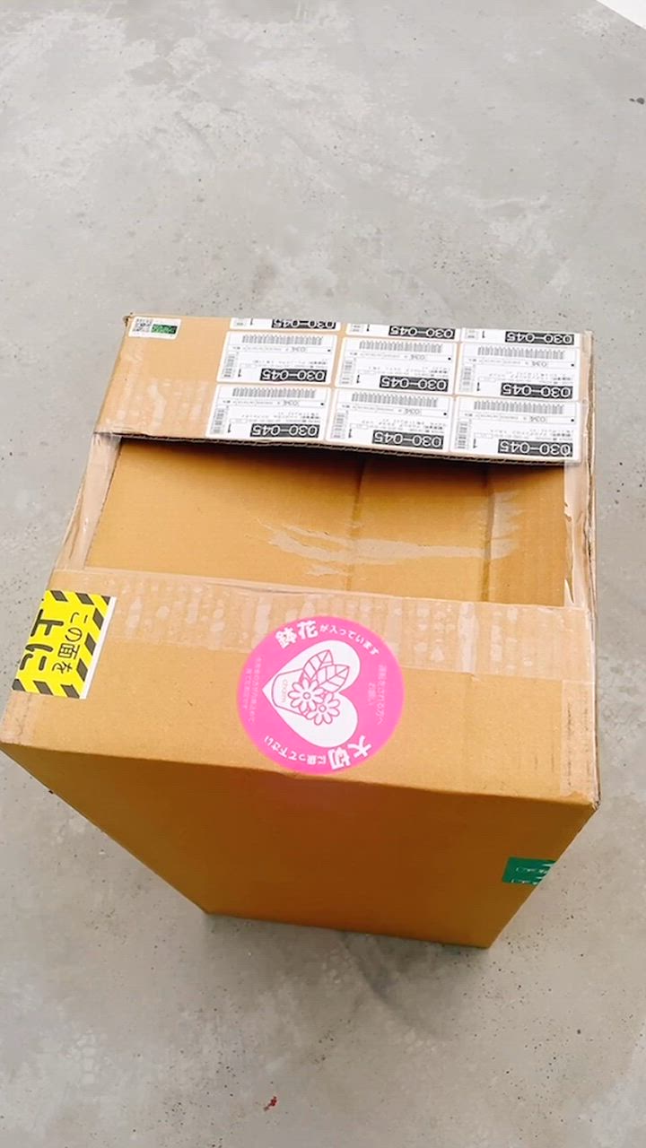 チャーム（ペット） （観葉植物）アロカシア ククラタ シマ