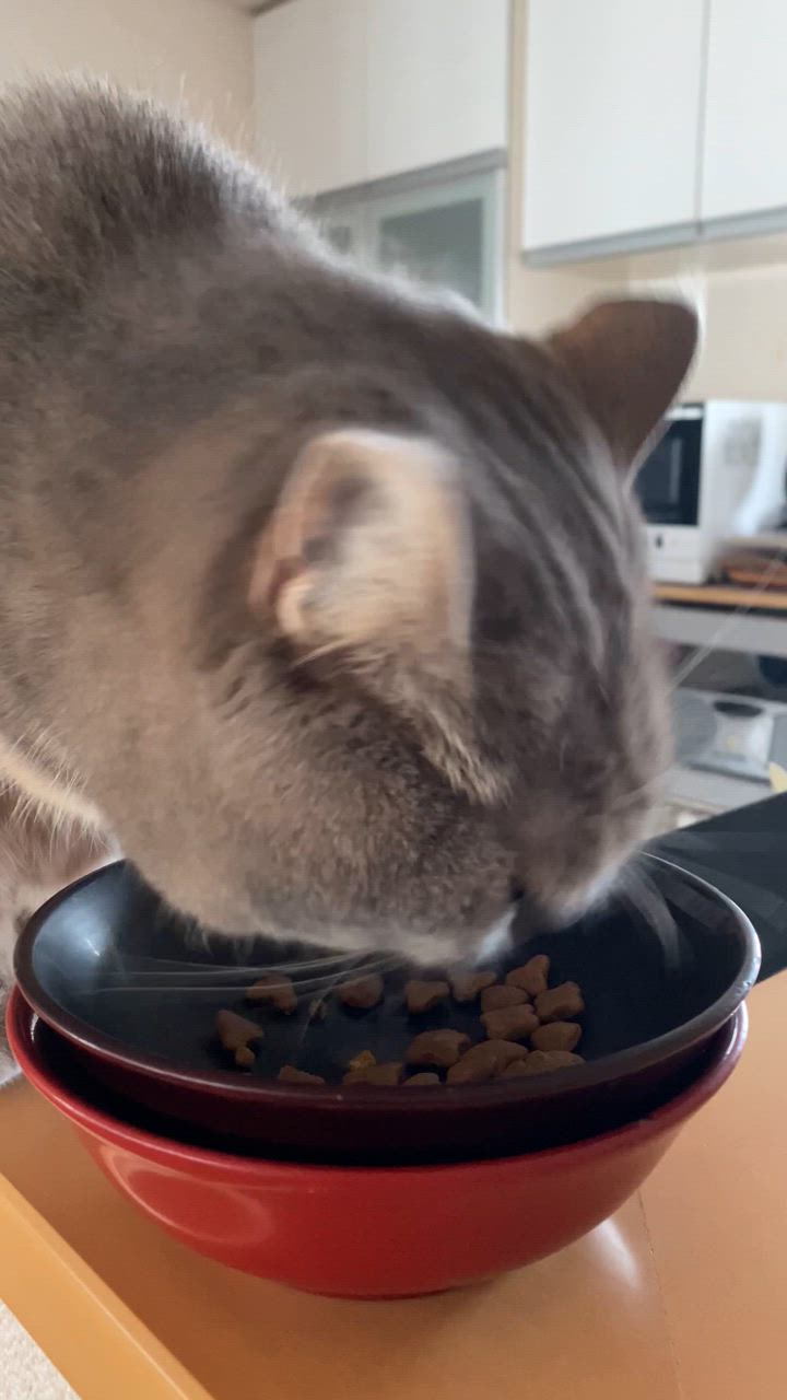 全体のレビュー動画のサムネイル | 0