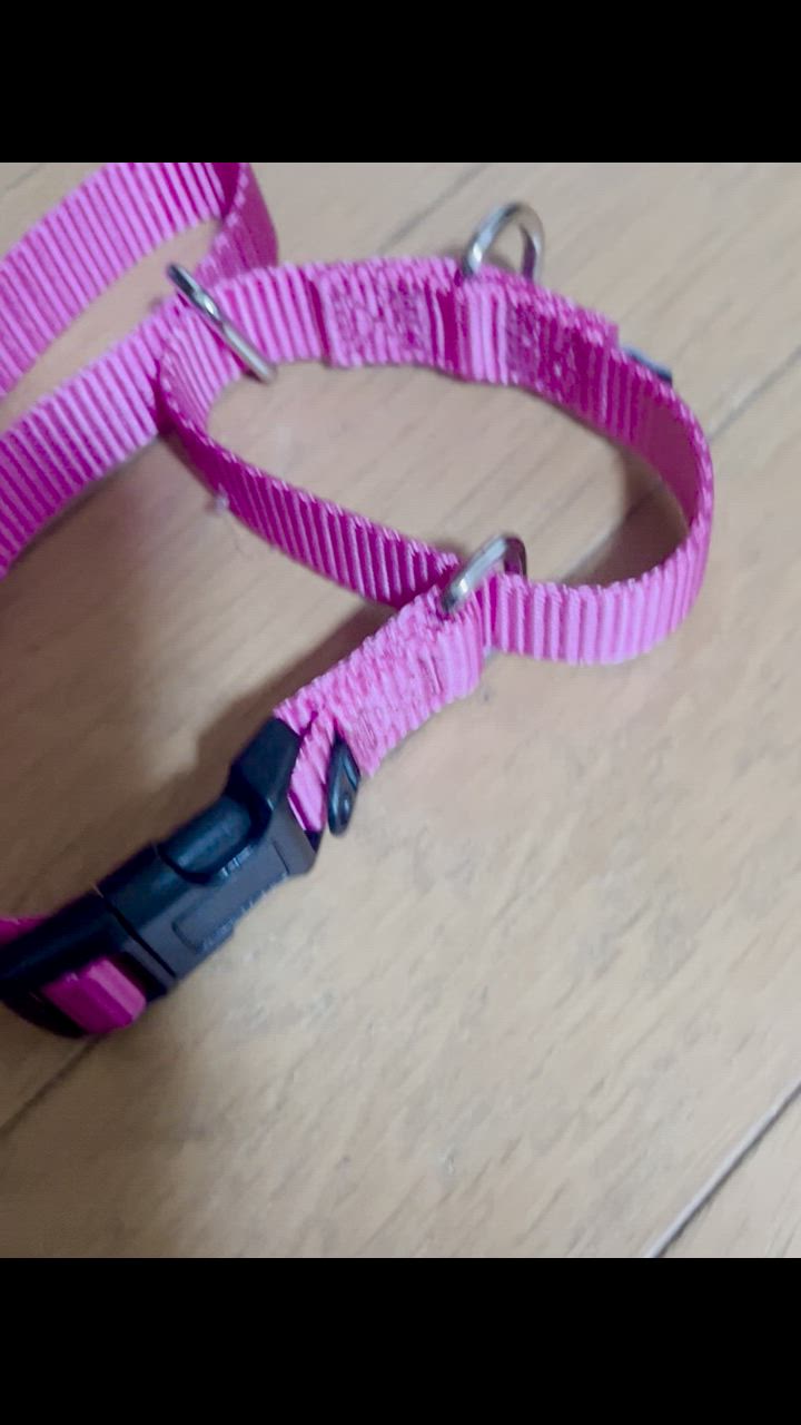 PetSafe 【Mサイズ1.9cm幅・25〜40cm】プレミアカラー with