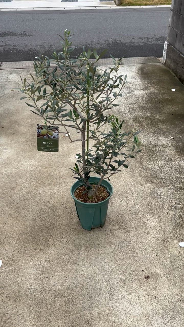 希少　オリーブの木　アスコラーナテネラ 小倉園 オリーブ・アスコラナ テネラ 8号鉢 オリーブの木 鉢植え