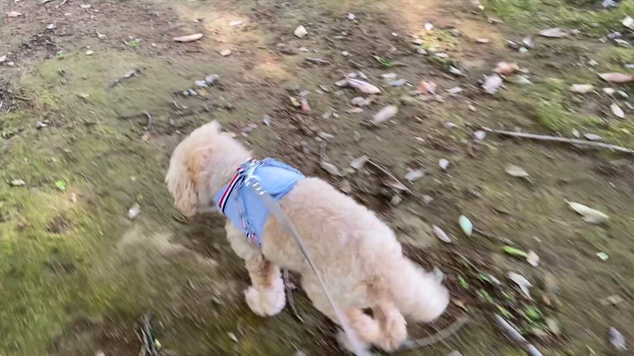 全体のレビュー動画のサムネイル | 0