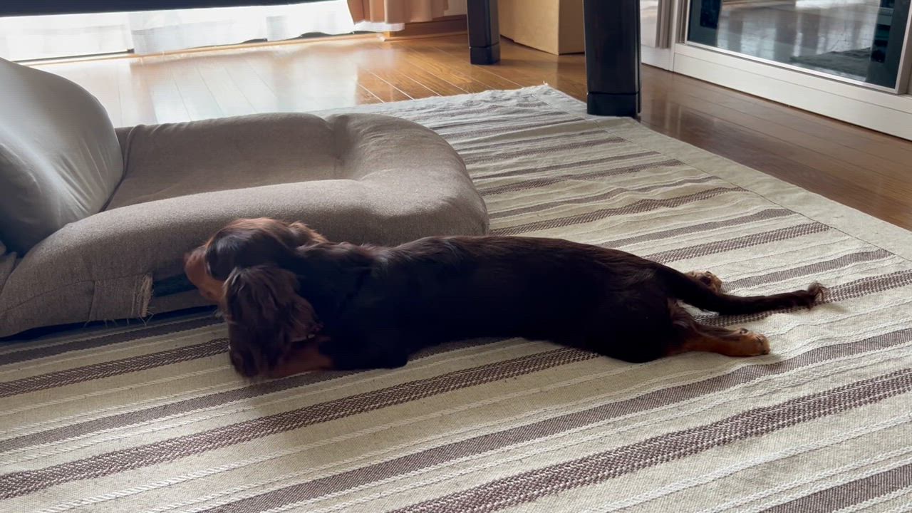 ロイヤルカナン ミニインドアパピー 4kg 子犬 (犬・ドッグ)[正規 ロイヤルカナン ミニインドアパピー 4kg 子犬 (犬・ドッグ)[正規