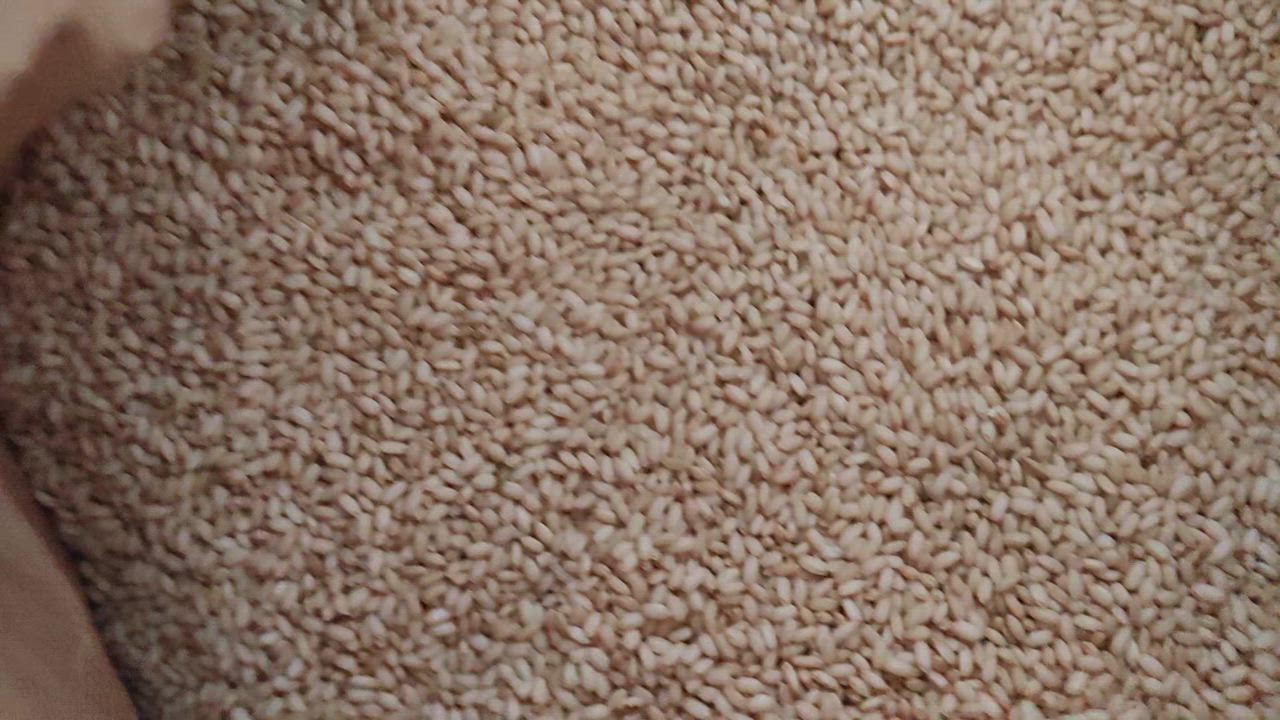 こがねもち 【販売休止中】もち米 玄米 30kg 米 お米 国内産