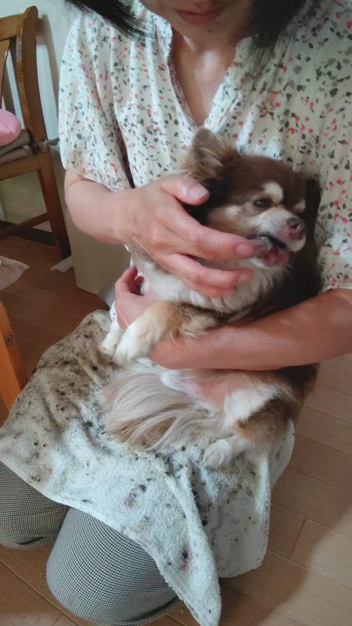 ドッグフード 腎臓の健康サポート 犬用療法食 1kg ・Dr.宿南のキセキのごはん 獣医師開発 鹿肉 ベニソン 犬 : e036 : 獣医師・宿南 章の愛情ごはん療法食 - 通販 - Yahoo!ショッピング