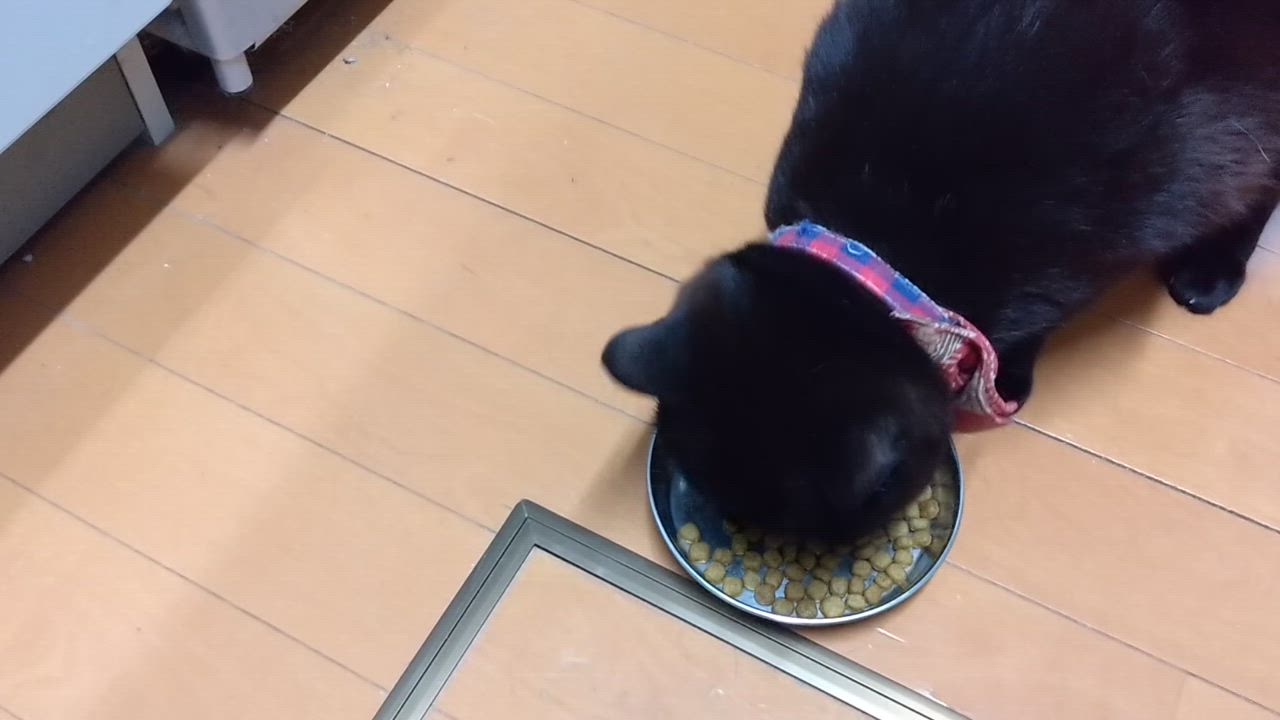 全体のレビュー動画のサムネイル | 6