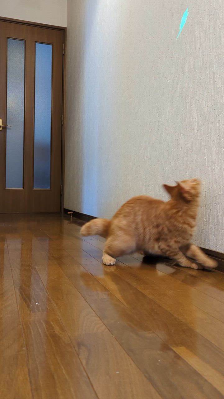 全体のレビュー動画のサムネイル | 5