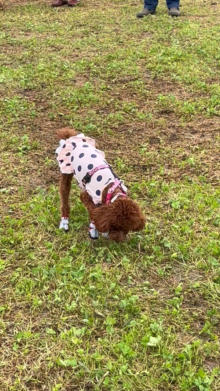 2件目のレビュー動画のサムネイル | 0