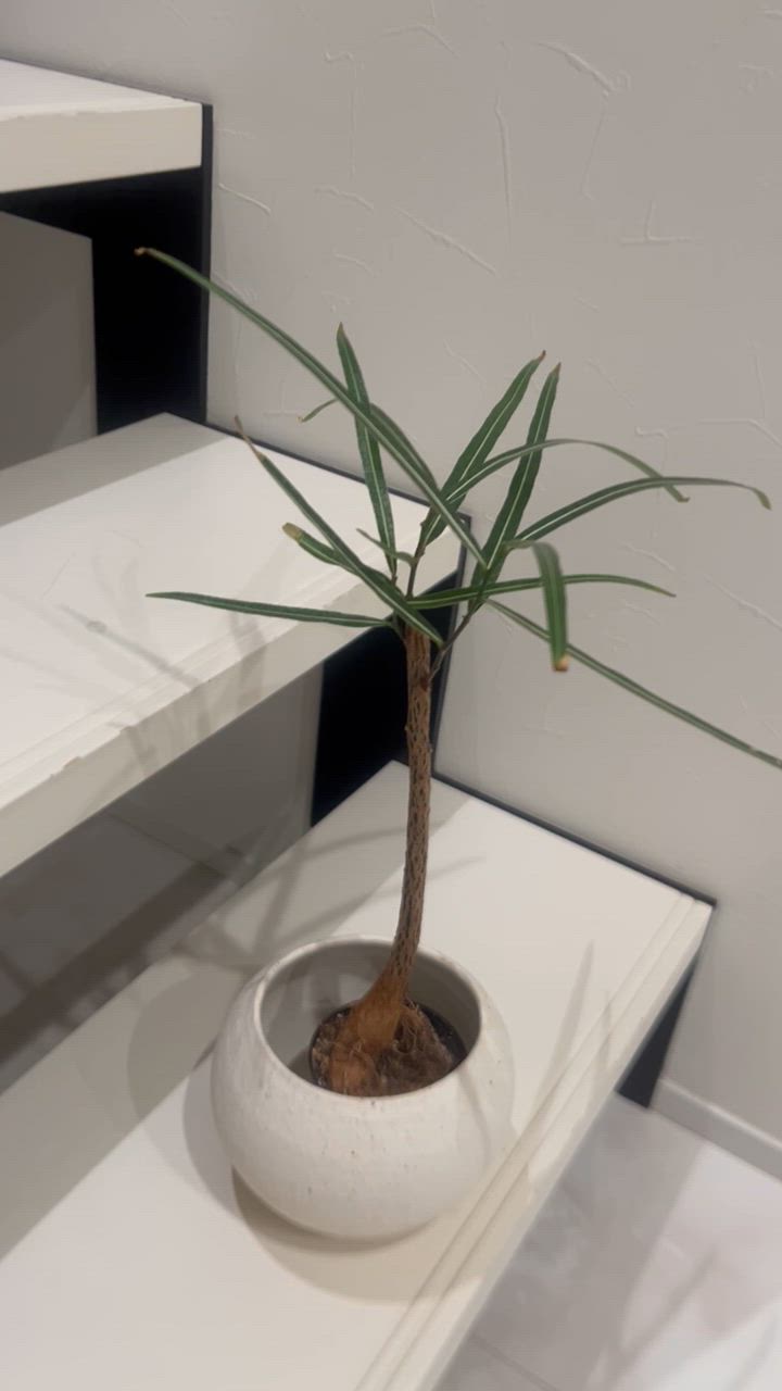観葉植物 ブラキキトン ボトルツリー 2.5号 ポット インテリア