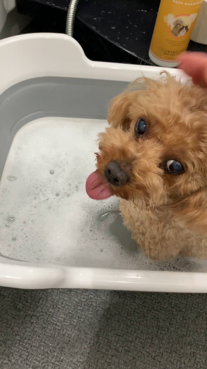 全体のレビュー動画のサムネイル | 3