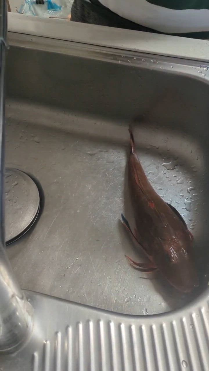 1件目のレビュー動画のサムネイル | 0