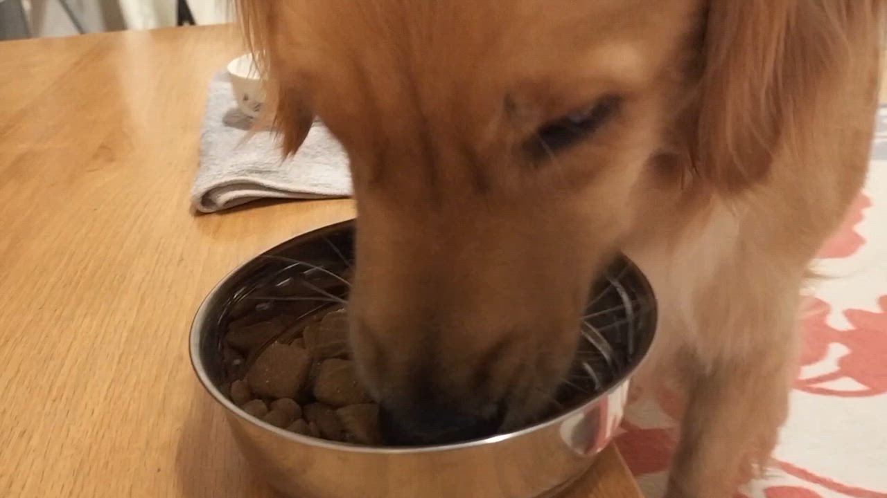 ロイヤルカナン ゴールデンレトリバー 成犬・高齢犬用 12kg (犬 ロイヤルカナン ゴールデンレトリバー 成犬・高齢犬用 12kg (犬