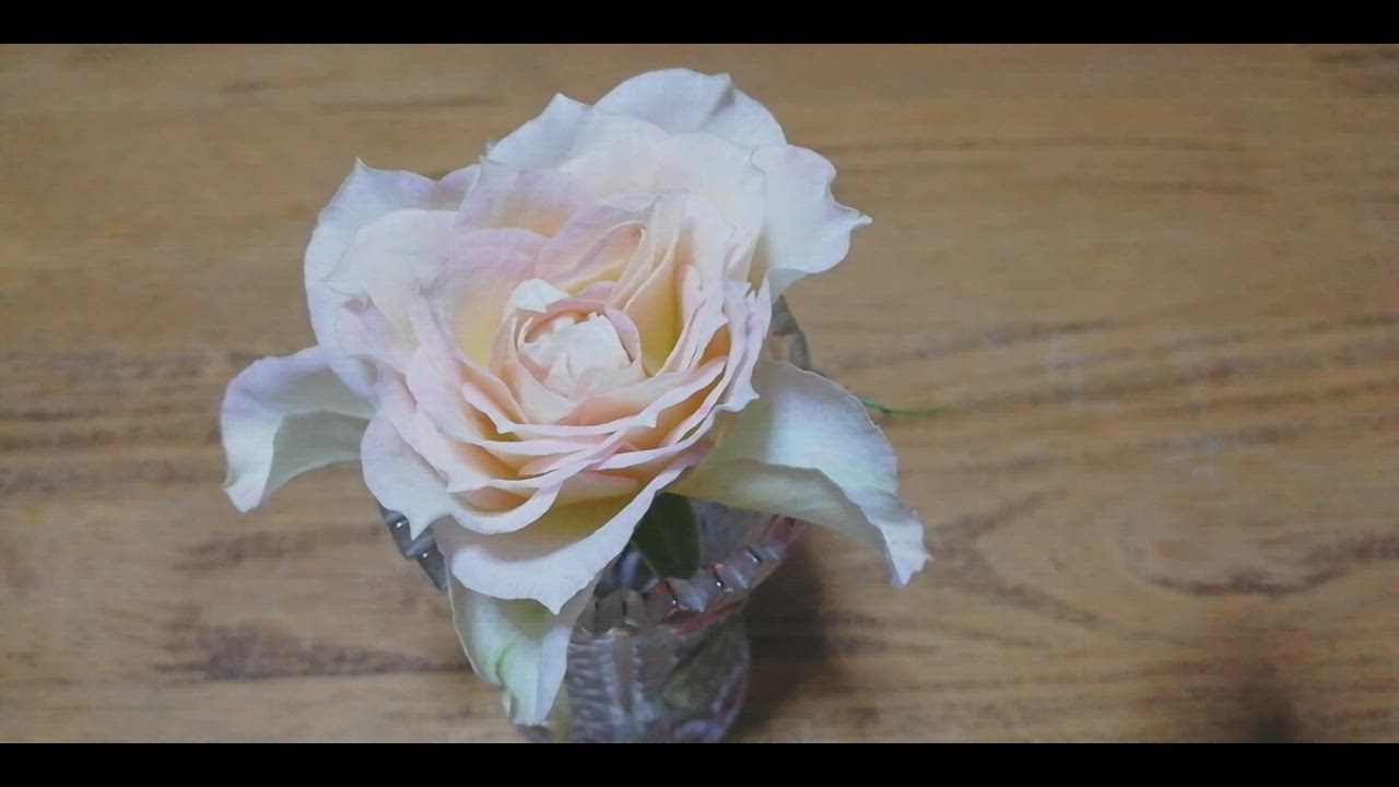 バラ花苗　切り花品種　和薔薇　ひらり　蕾あり　接ぎ木苗 バラ花苗 切り花品種 和薔薇 ひらり 蕾あり 接ぎ木苗 - メルカリ