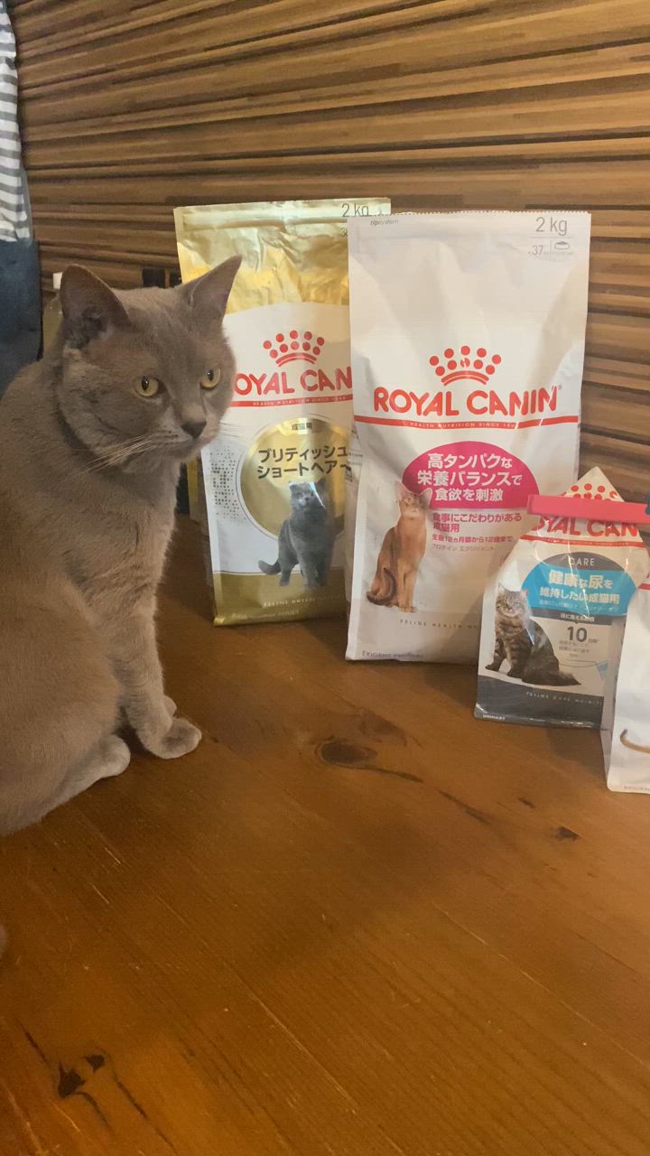 ロイヤルカナン ロイヤルカナン 猫 ブリティッシュ ショートヘア