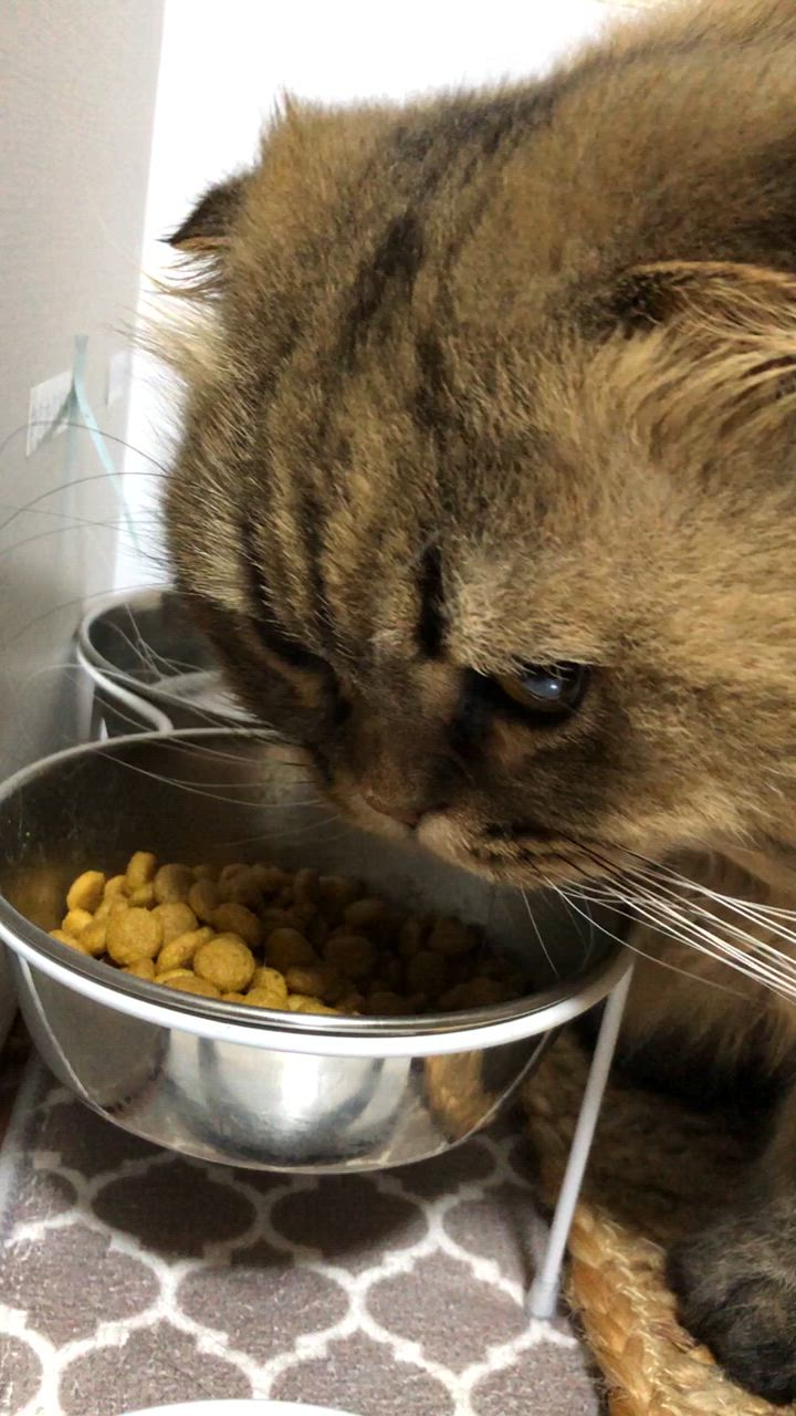 ロイヤルカナン 療法食 猫用 腎臓サポート ドライ 4kg : ペット ロイヤルカナン 療法食 猫用 腎臓サポート ドライ 4kg : ペット