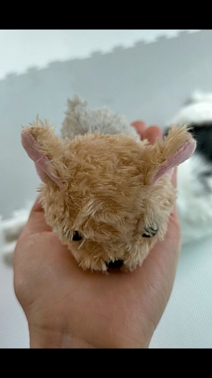 ★専用品★ヨークシャテリア☆ビーズマスコット☆チャーム☆ 犬のぬいぐるみ ヨークシャーテリア グッズ 雑貨 A-SHOW Little