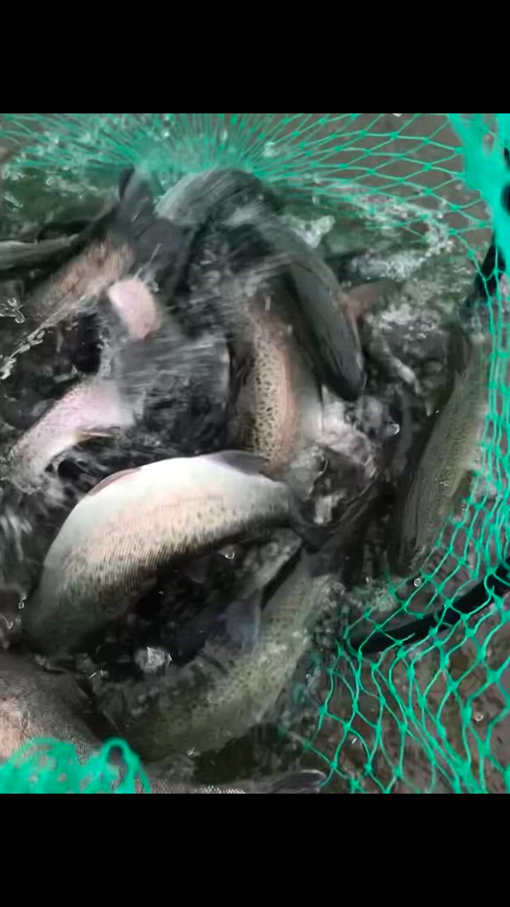 1件目のレビュー動画のサムネイル | 0