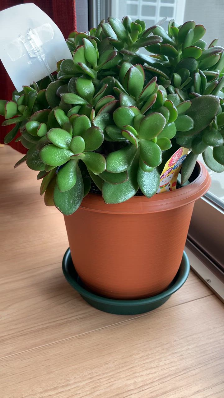 金のなる木 7号鉢 1個 花月 jade plant 多肉植物 お歳暮 のし 金のなる木 7号鉢 1個 花月 jade plant 多肉植物 お歳暮 のし