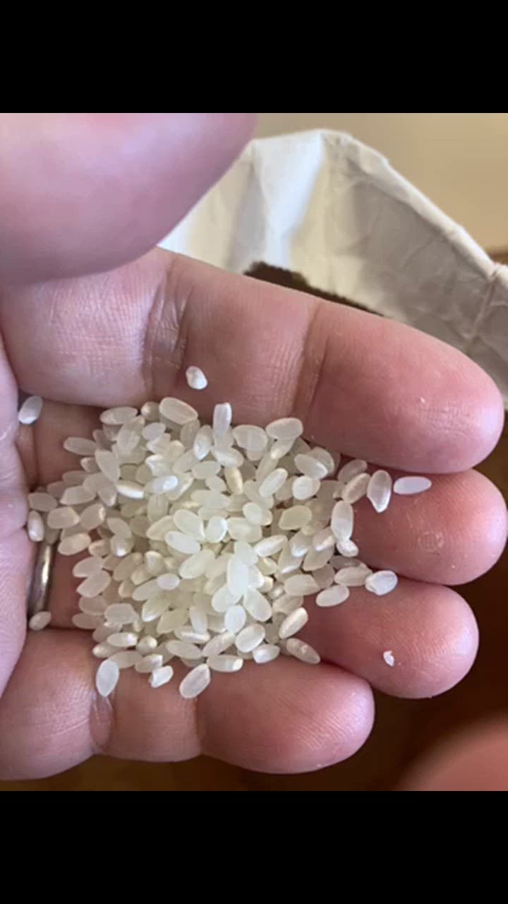 はえぬき 【送料無料】令和6年産 山形県産 玄米30kg[四国・九州 はえぬき 【送料無料】令和6年産 山形県産 玄米30kg[四国・九州