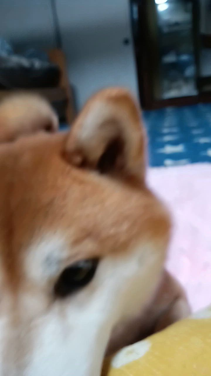 全体のレビュー動画のサムネイル | 5