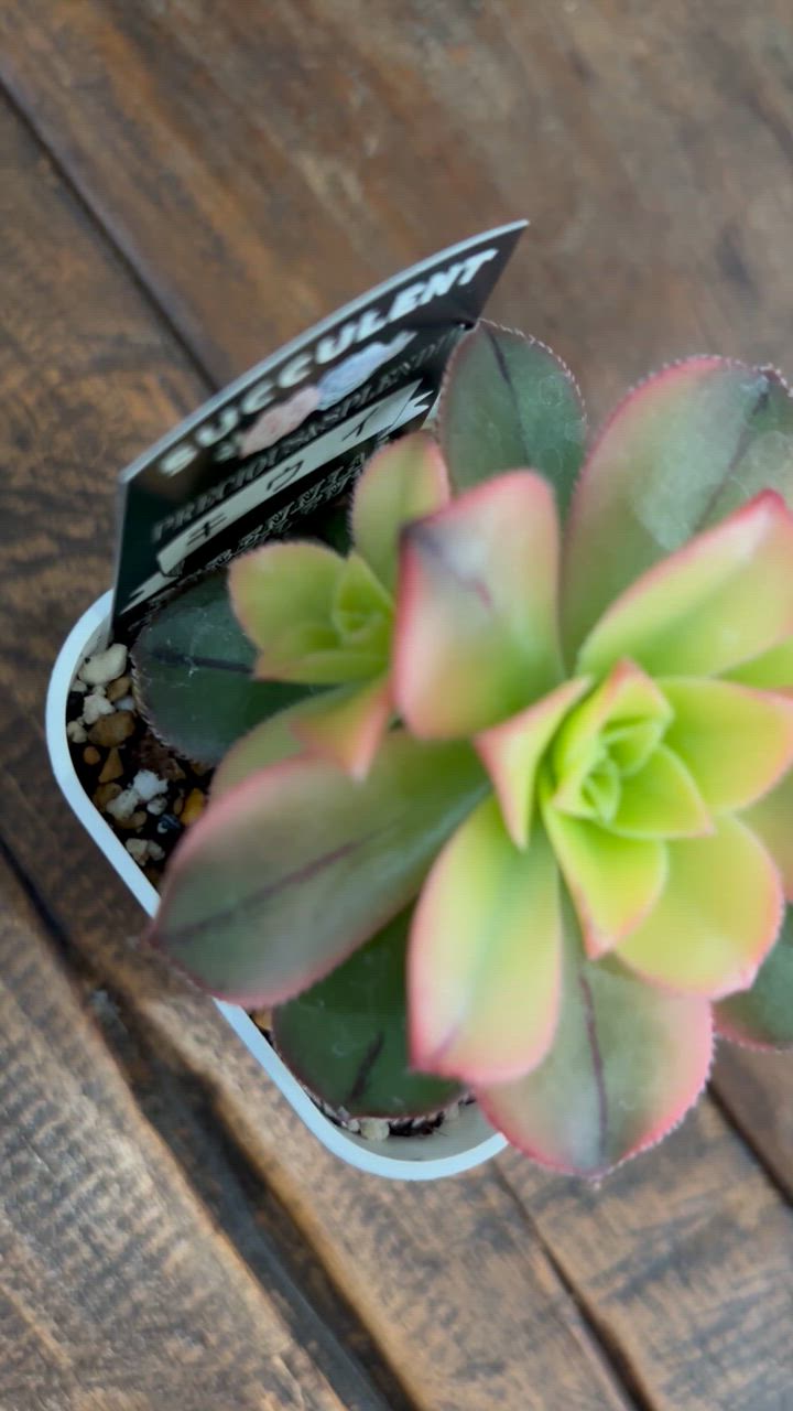 多肉植物 アエオニウム キウイ 7.5cmポット苗 : ハニーミント 多肉植物 アエオニウム キウイ 7.5cmポット苗 : ハニーミント