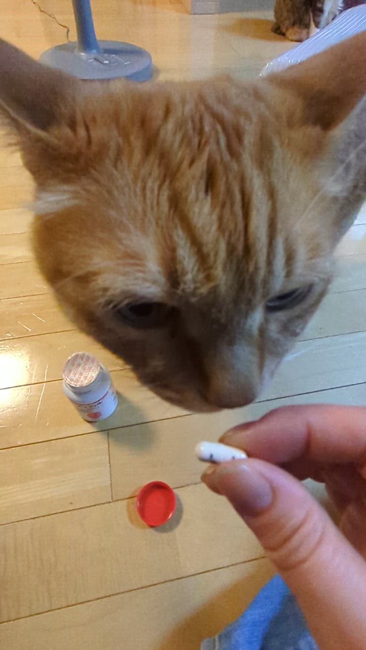 全体のレビュー動画のサムネイル | 6