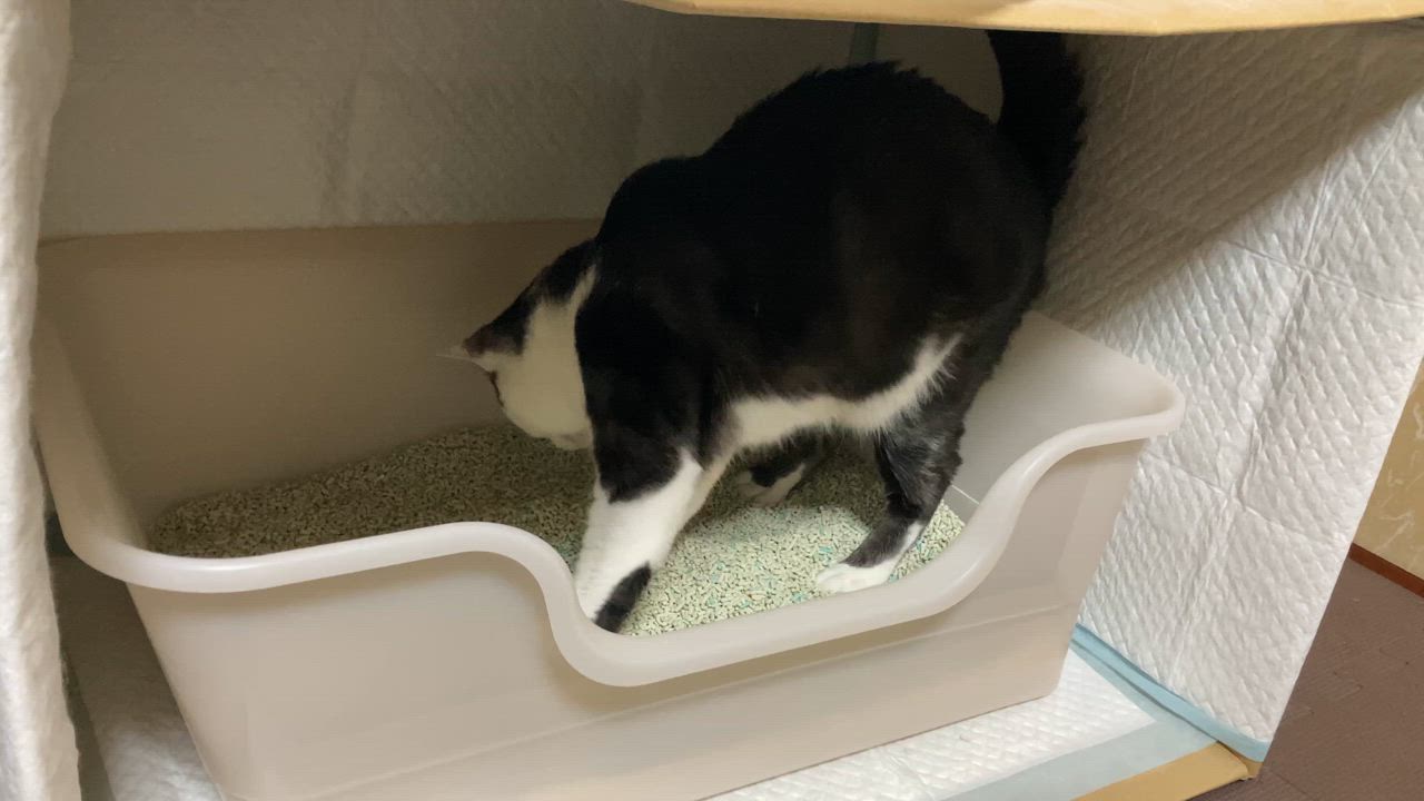 全体のレビュー動画のサムネイル | 18