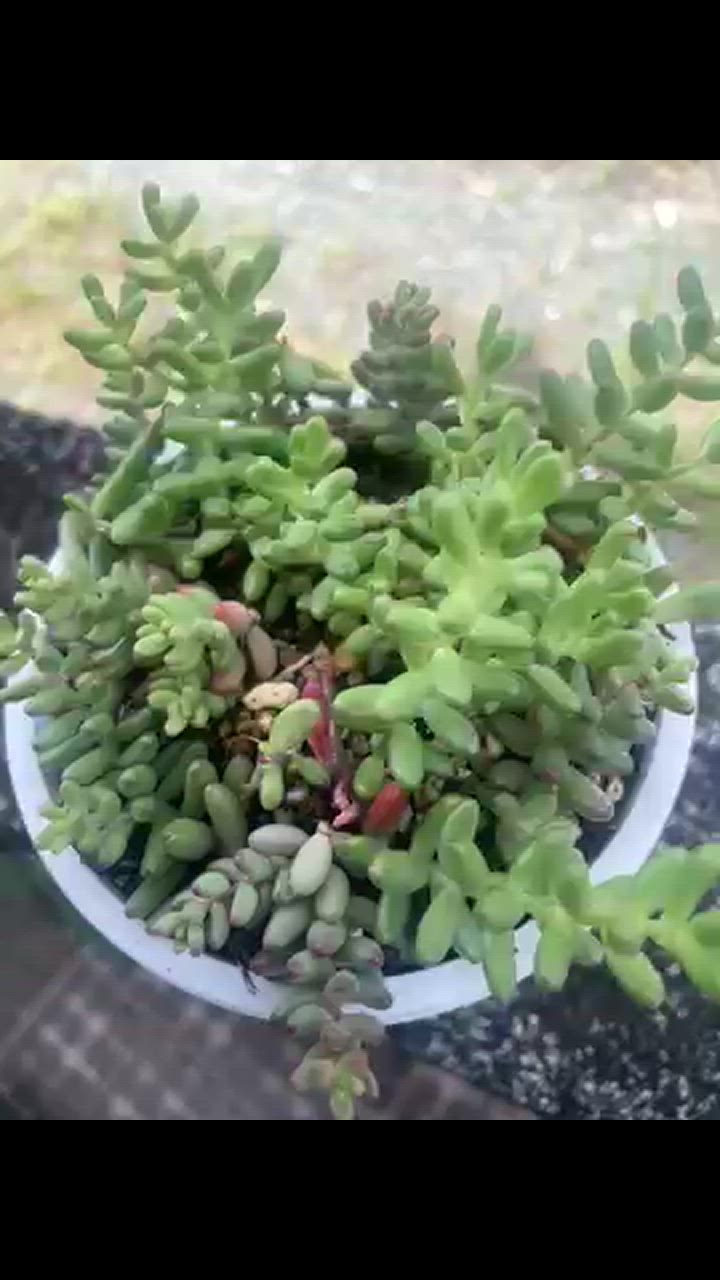 セダム アルブム 'フロムフランス' : にじはなPlants - 通販
