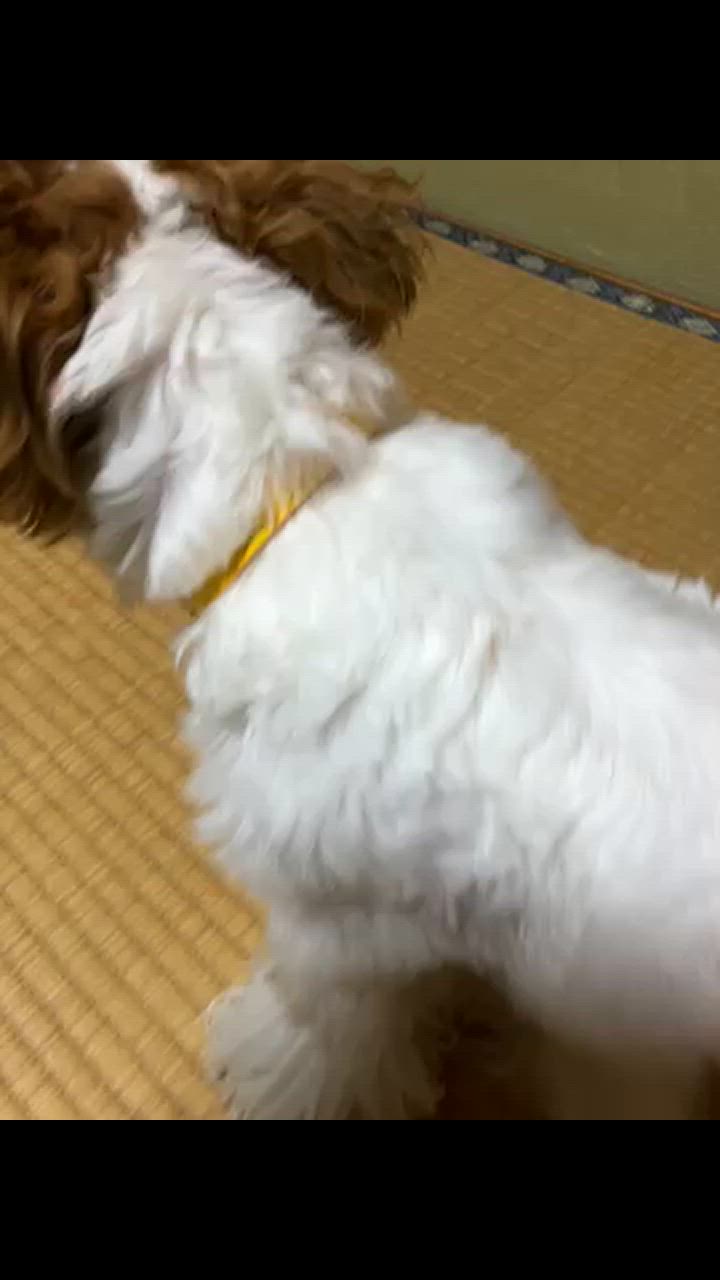 全体のレビュー動画のサムネイル | 2