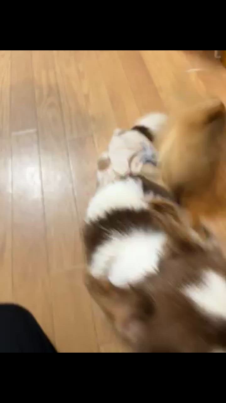 1件目のレビュー動画のサムネイル | 0