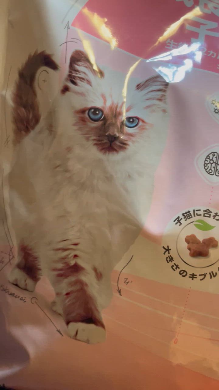 ロイヤルカナン 【2kg×2袋】 キトン 成長後期の子猫用 (猫 ロイヤルカナン 【2kg×2袋】 キトン 成長後期の子猫用 (猫