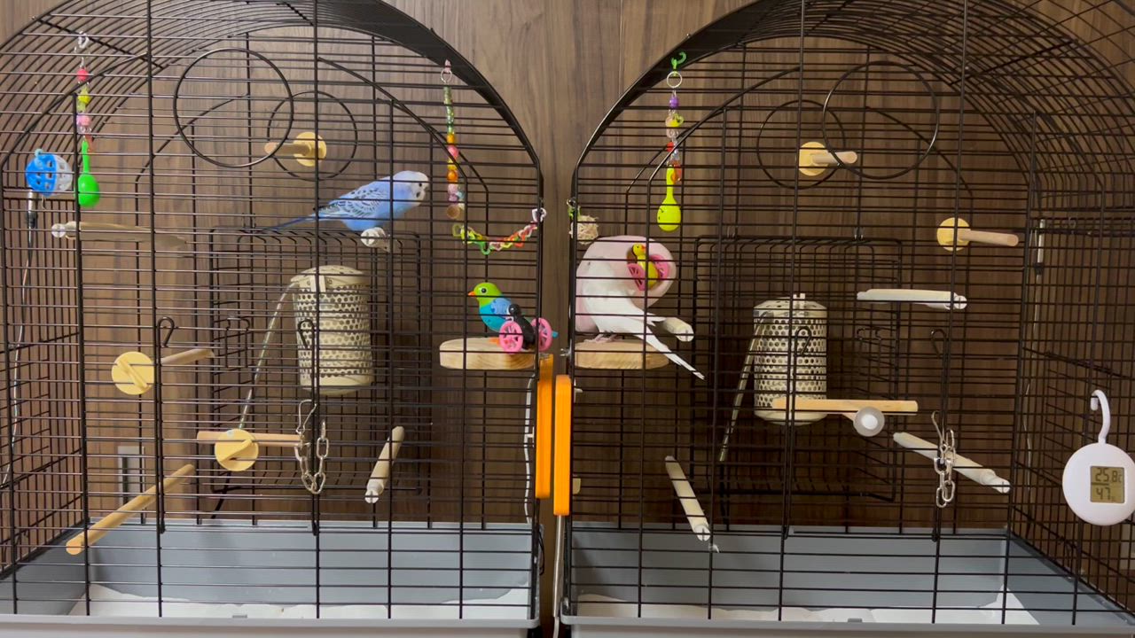 ferplast 鳥かご 鳥 大型鳥 用 ビオラ VIOLA 鳥籠 ゲージ フル ferplast 鳥かご 鳥 大型鳥 用 ビオラ VIOLA 鳥籠 ゲージ フル