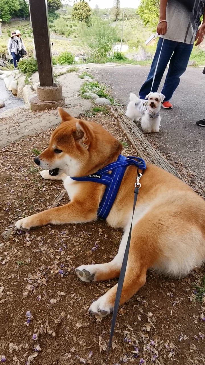 犬 ハーネス 負担が少ない おしゃれ かわいい 小型犬 大型犬 胴 犬 ハーネス 負担が少ない おしゃれ かわいい 小型犬 大型犬 胴