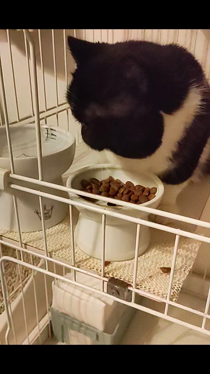 全体のレビュー動画のサムネイル | 2