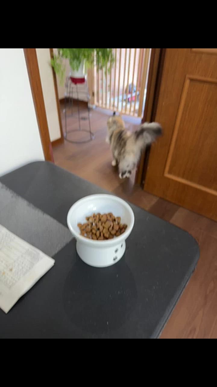 Amazon | ロイヤルカナン アロマ・香りで食欲を刺激 食事に