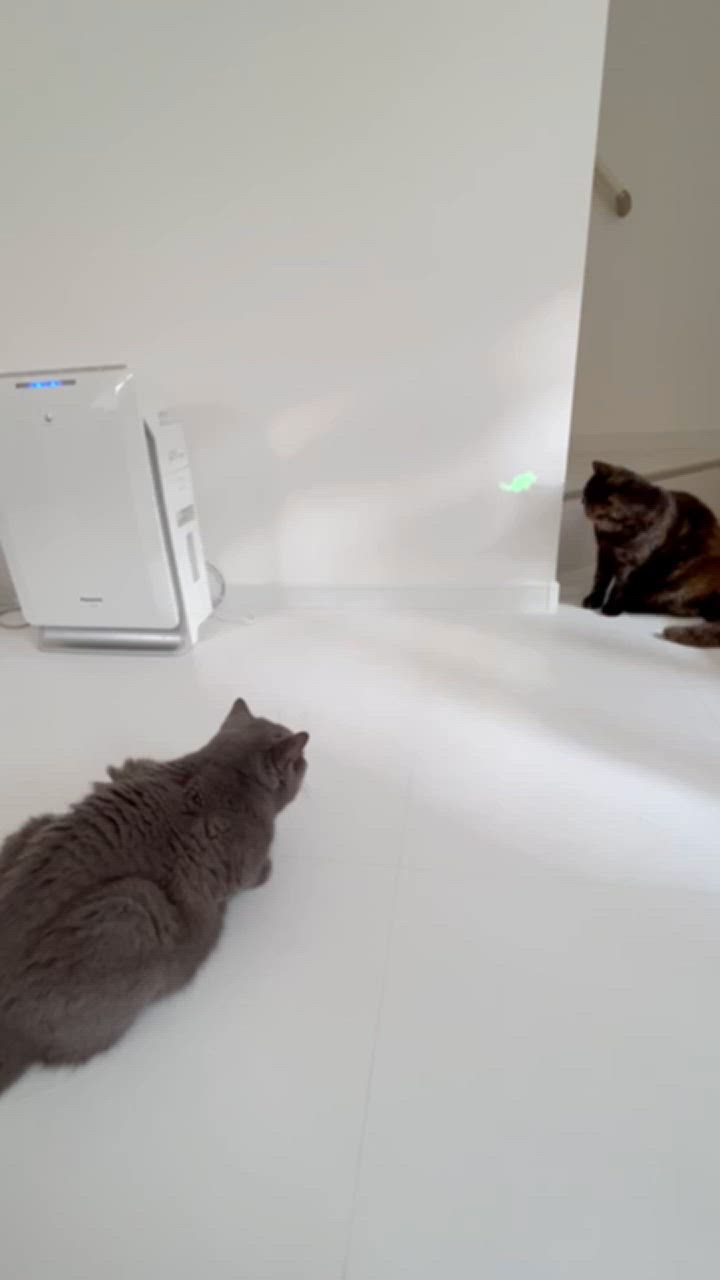 全体のレビュー動画のサムネイル | 8