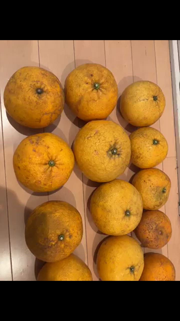 甘夏 訳あり 箱込10キロ（9kg+保証分500g）熊本産 あまなつ