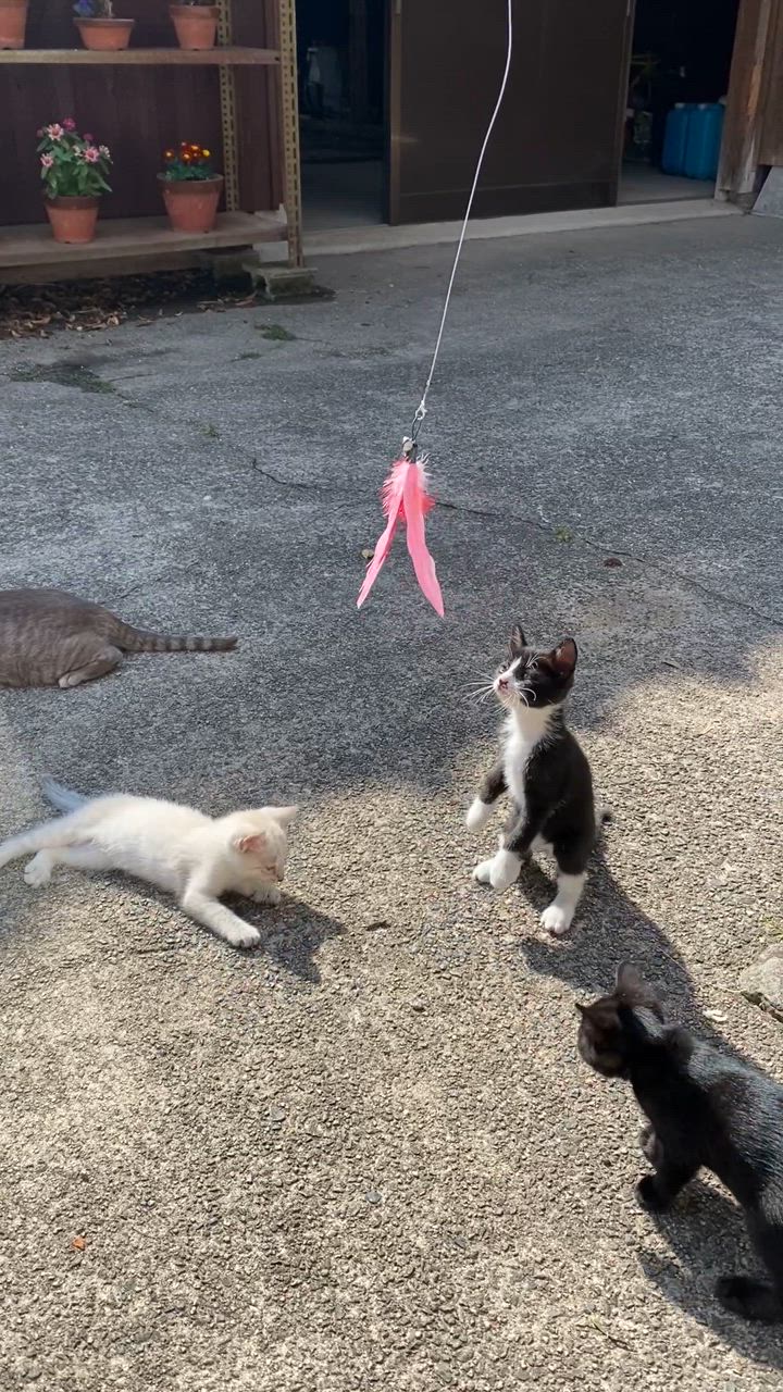 猫じゃらし 11点セット 猫用おもちゃ ねこじゃらし 猫 ねこ ネコ