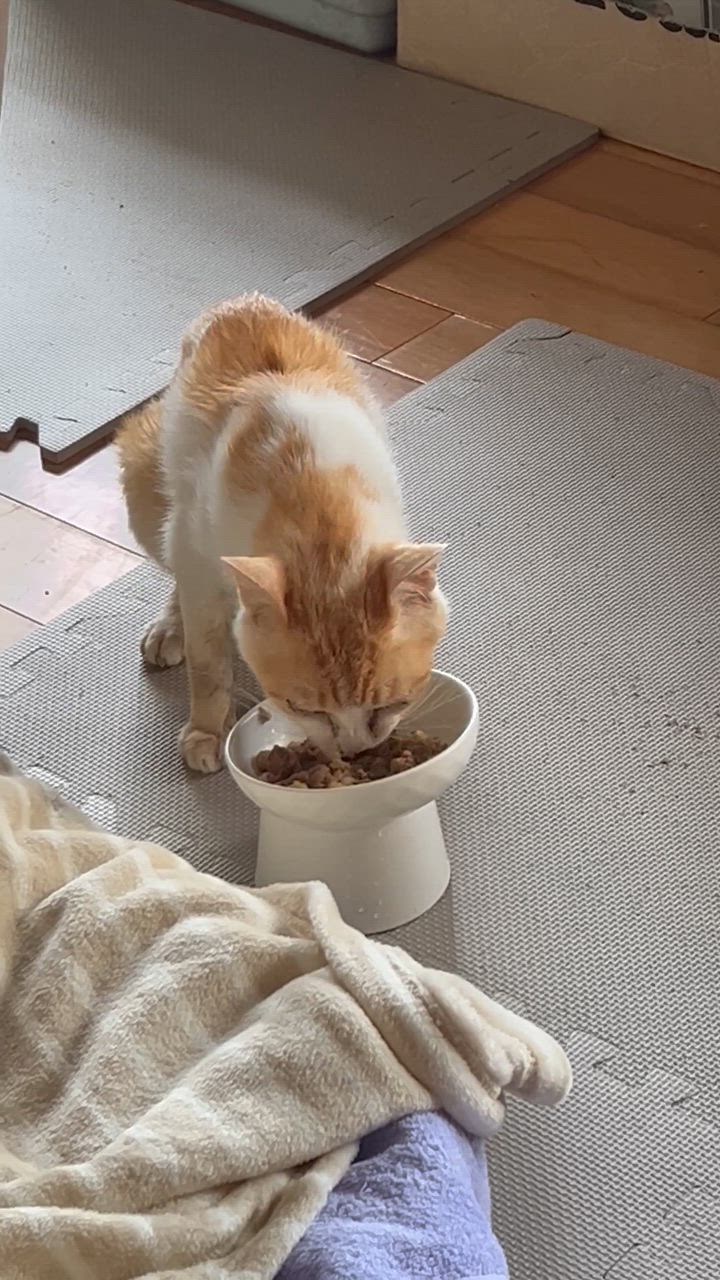 インドア ローフ（室内で生活する猫専用ウェットフード 成猫用