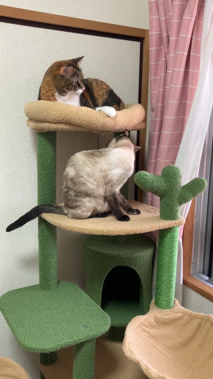 キャットタワー サボテン スリム 多頭飼い 大型猫用 据え置き 高さ150cm 送料無料 キャットタワー サボテン スリム 多頭飼い 大型猫用