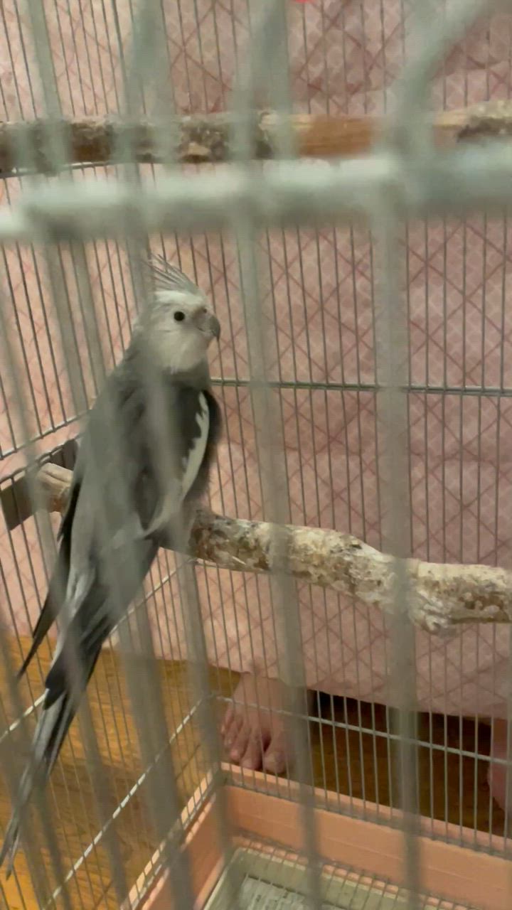 全体のレビュー動画のサムネイル | 17