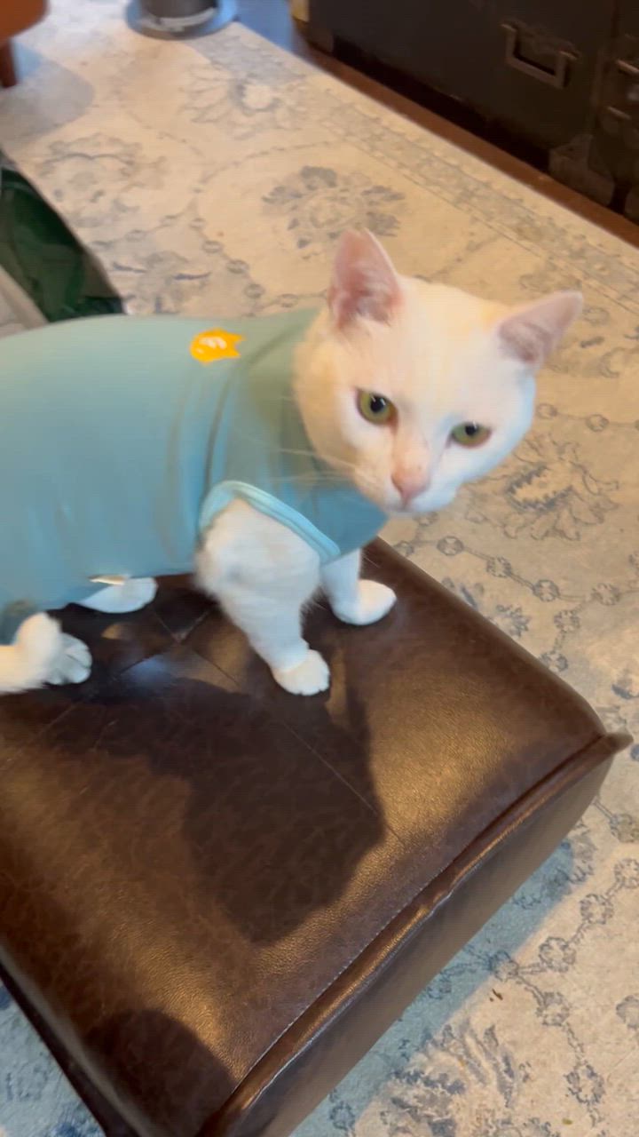 full of vigor 猫 服 過剰グルーミング 高齢 シニア 舐め壊し 春