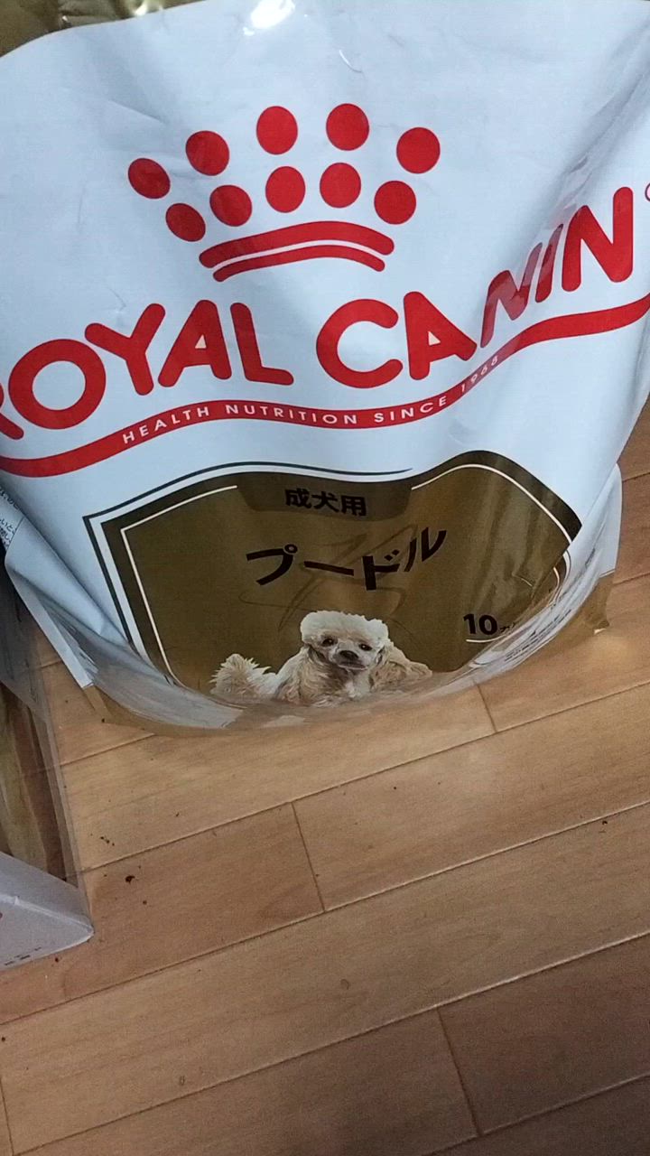 全体のレビュー動画のサムネイル | 4