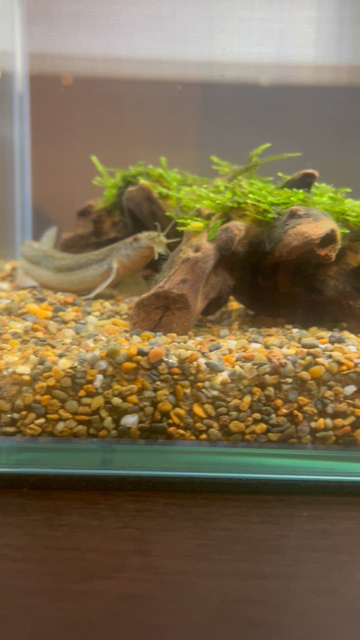 新品未使用 希少 津軽プレミアム 4kg 津軽プレミアム 4㎏ | aquarium shop earth